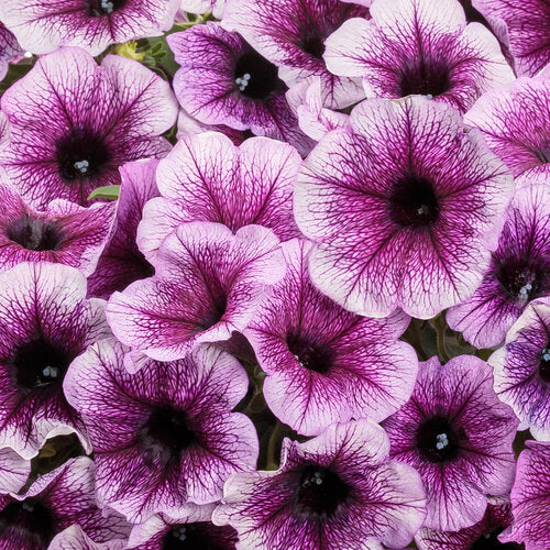 Petunia Supertunia Bordeaux