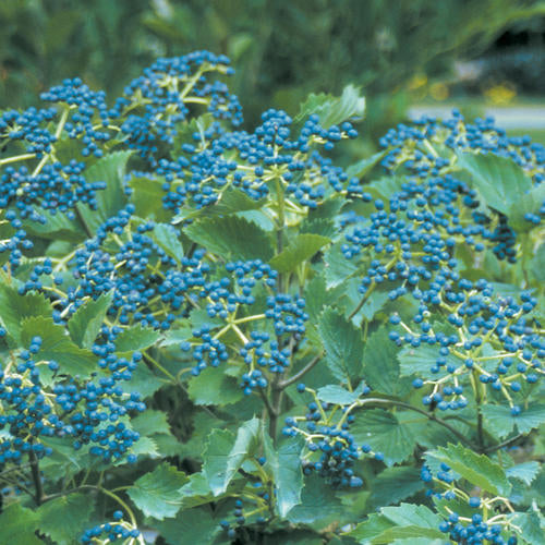 Viburnum Blue Muffin
