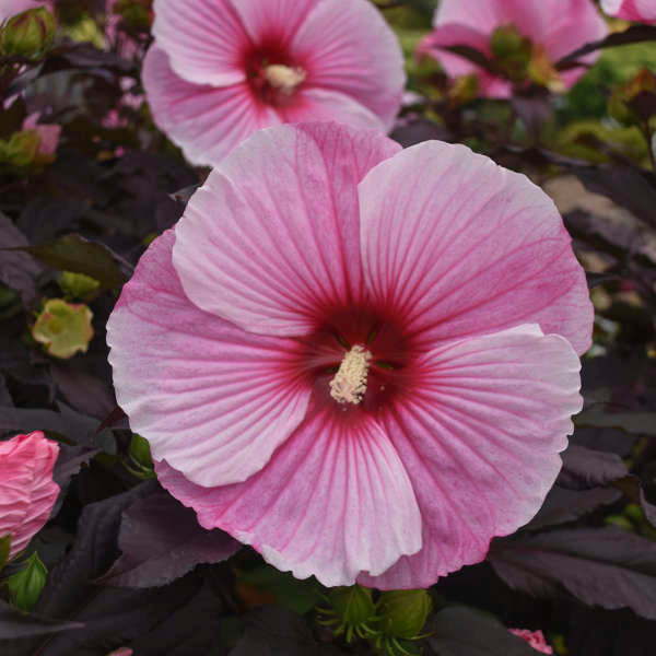 Hibiscus Rose Mallow Starry Starry Night
