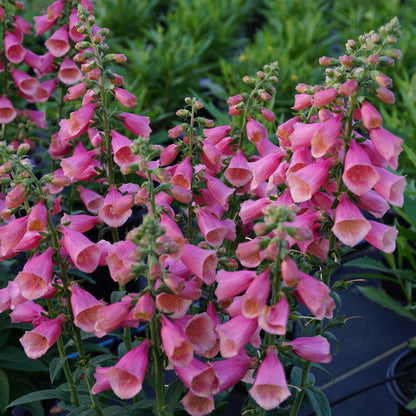 Digitalis Foxglove Arctic Fox Rose