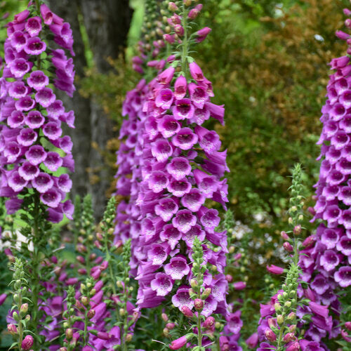 Digitalis Foxglove Dalmation Purple
