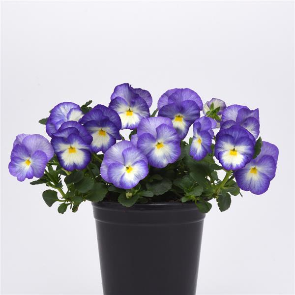 Viola Common Violet Halo Lilac