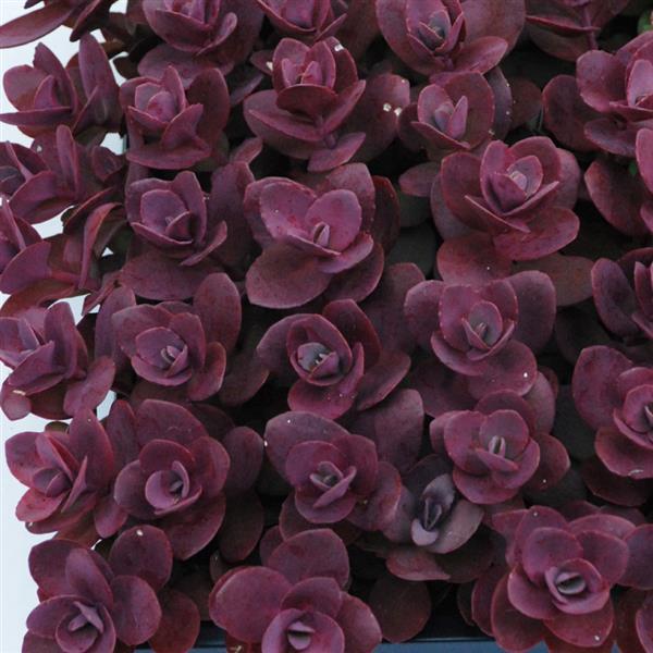 Sedum Stonecrop Sunsparkler Cherry Tart