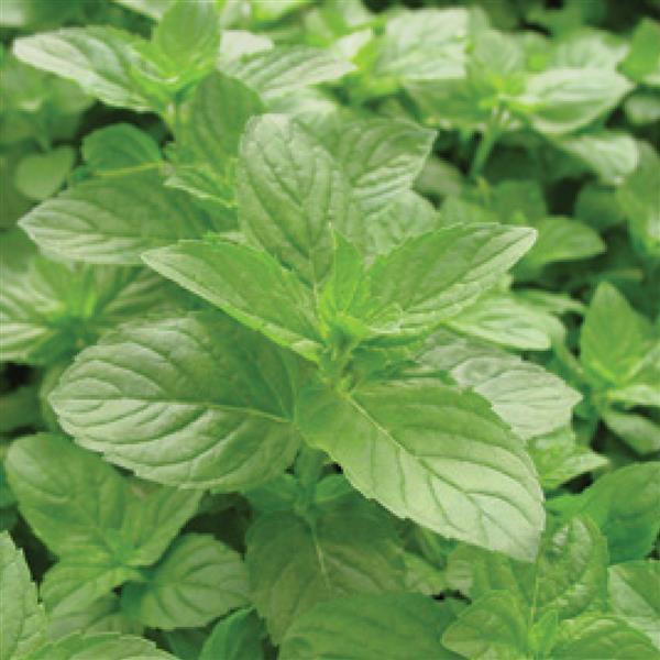 Mint Spearmint