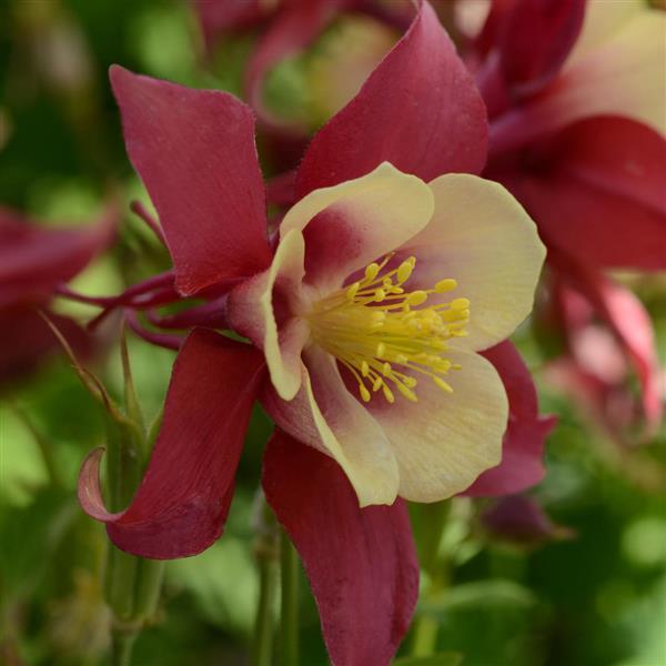 Aquilegia Columbine Earlybird Red Yellow