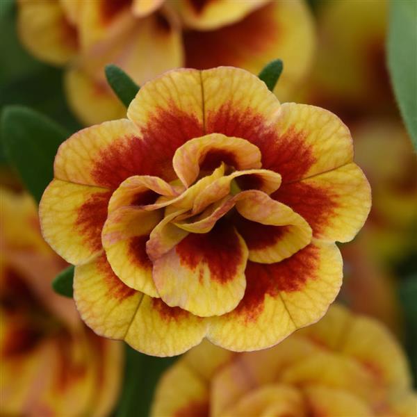 Calibrachoa MiniFamous Neo Double OrangeTastic