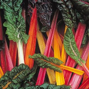 Swiss Chard Bright Lights