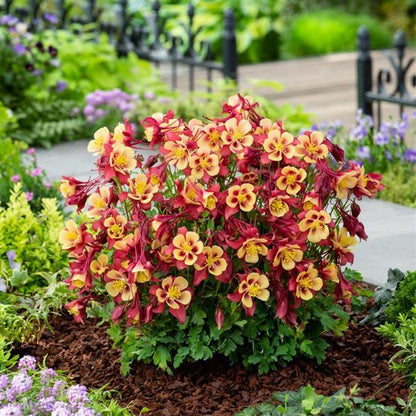 Aquilegia Columbine Earlybird Red Yellow