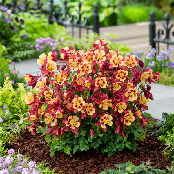 Aquilegia Columbine Earlybird Red Yellow