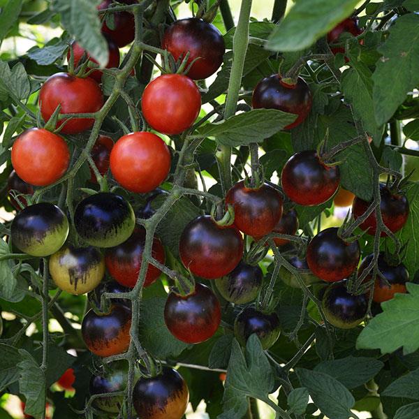 Tomato Midnight Snack