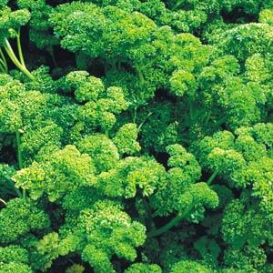 Parsley Triple Curled