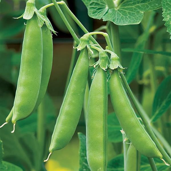Sugar Snap Pea