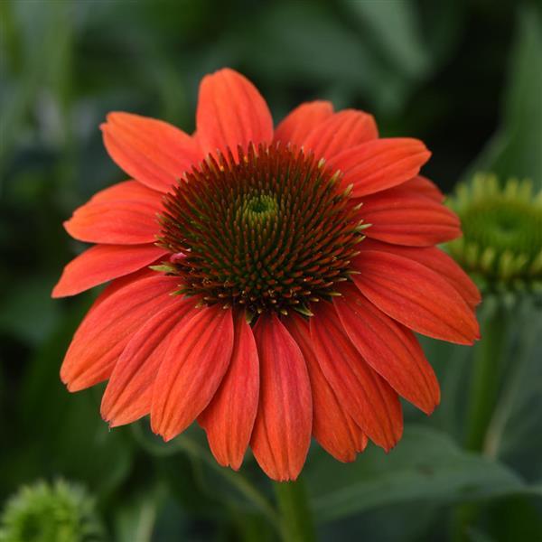Echinacea Coneflower Sombrero Poco Hot Coral