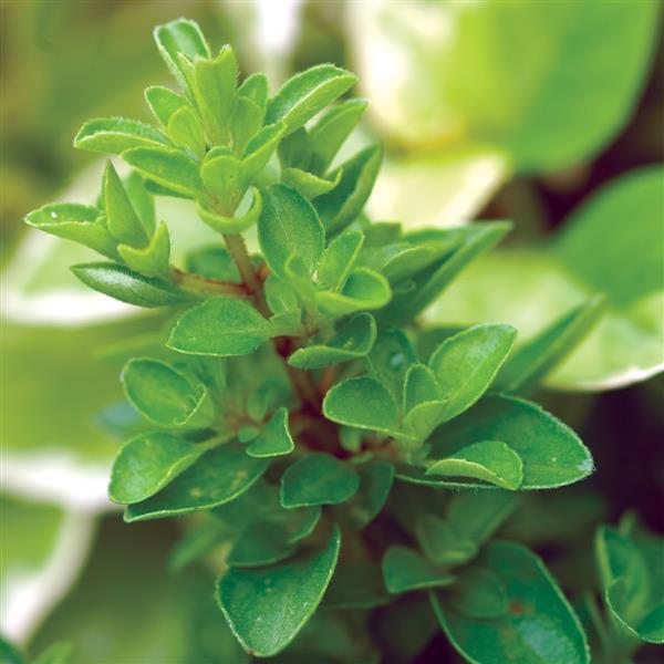 Marjoram Sweet