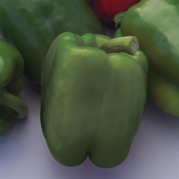 Pepper Better Belle V