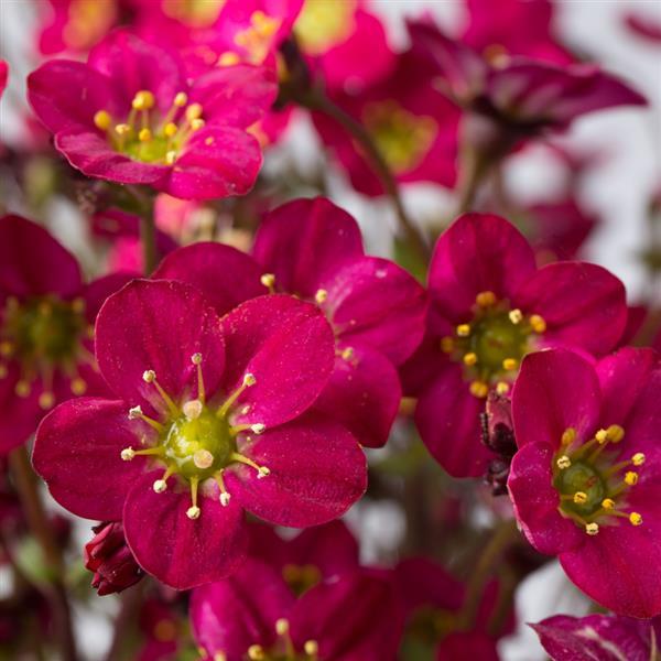 Saxifraga Rockfoil Marto Hot Rose