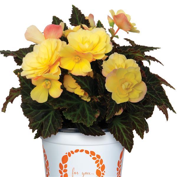 Begonia I'Conia Bacio Lemon