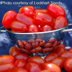 Tomato TALL Red Grape