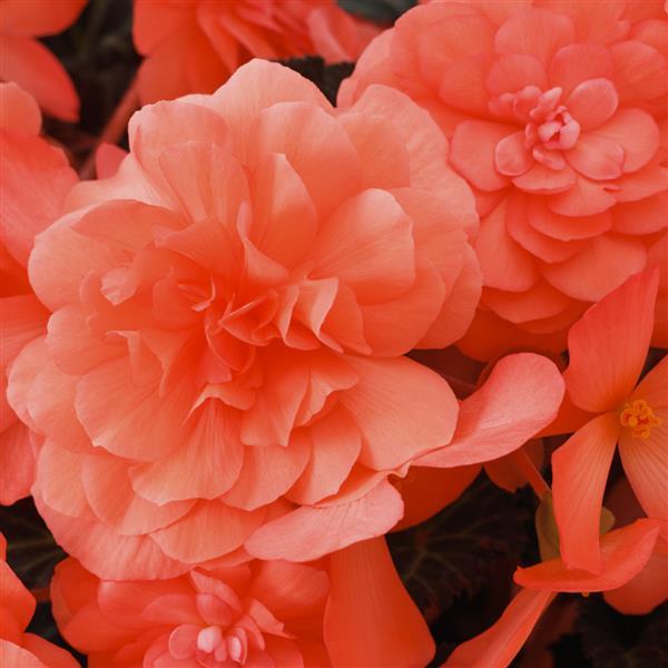 Begonia iCandy Coral Pink