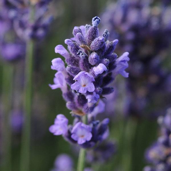 Lavandula ang SuperBlue