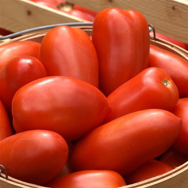 Tomato TALL La Roma IV Red