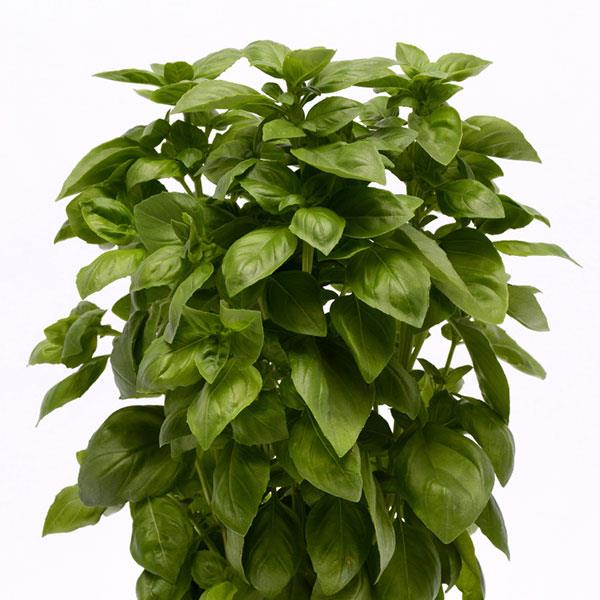 Basil Everleaf Genovese