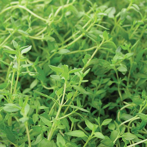 Thyme French