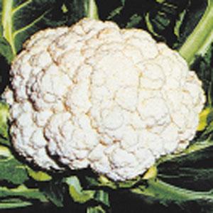 Cauliflower Snow Crown
