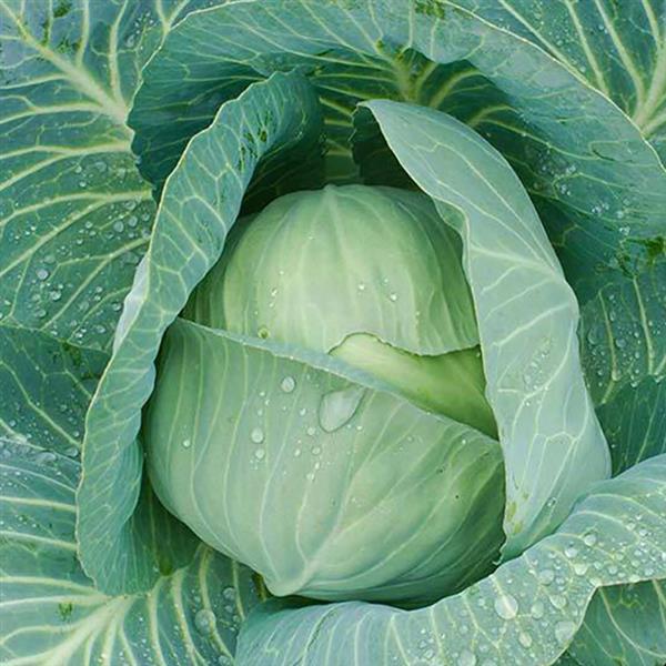Cabbage Late Flat Dutch