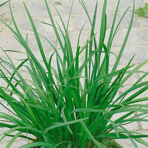 Chives Garlic Geisha