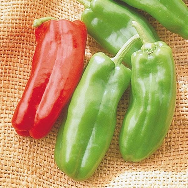 Pepper Giant Marconi