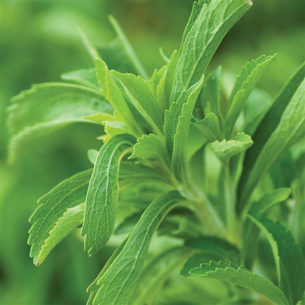 Stevia Sweet Leaf