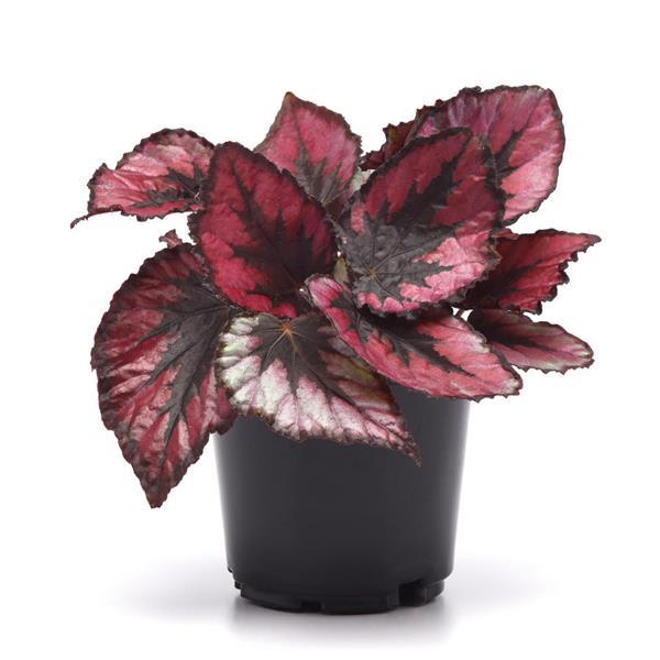 Rex Begonia Jurassic Dino Black Tie