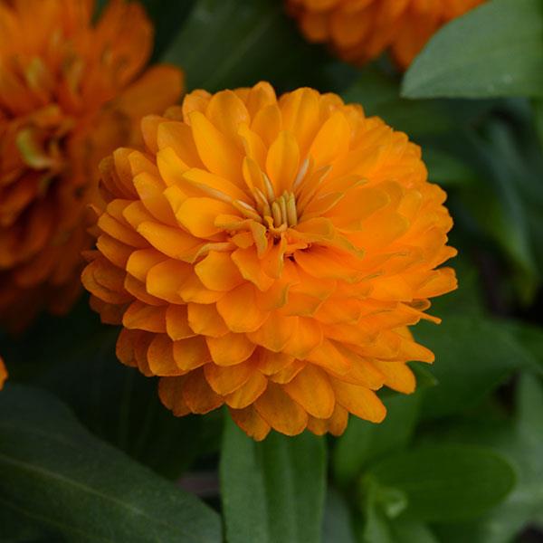 Zinnia Zahara Double Orange Bright