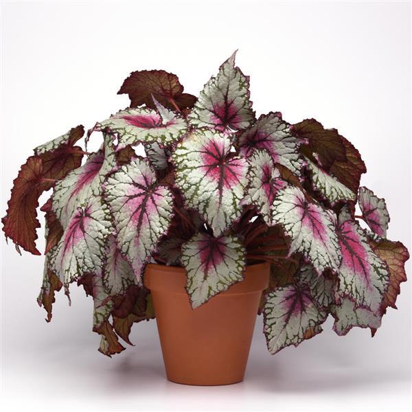Rex Begonia Jurassic Pink Splash