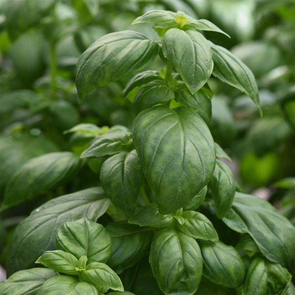 Basil Emerald Tower