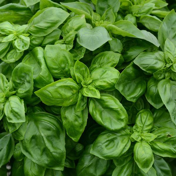 Basil Pesto Party