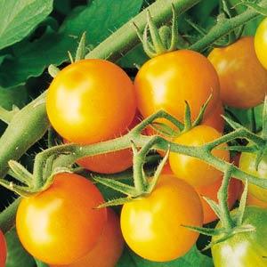 Tomato Sungold
