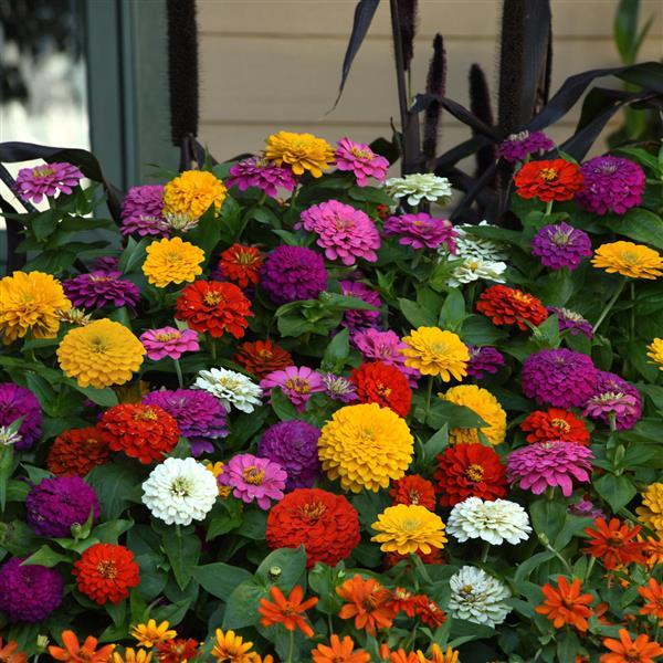 Zinnia Dreamland Zesty Mix