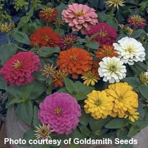 Zinnia Dreamland Magellan Mix