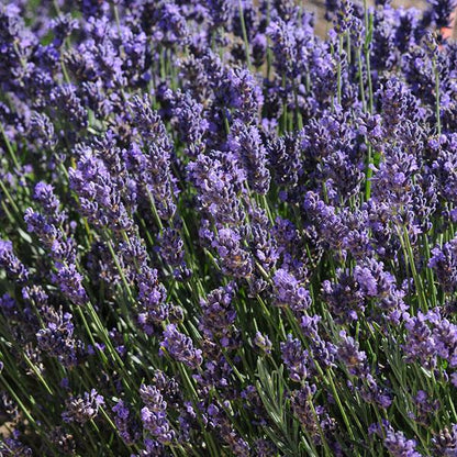 Lavandula ang SuperBlue