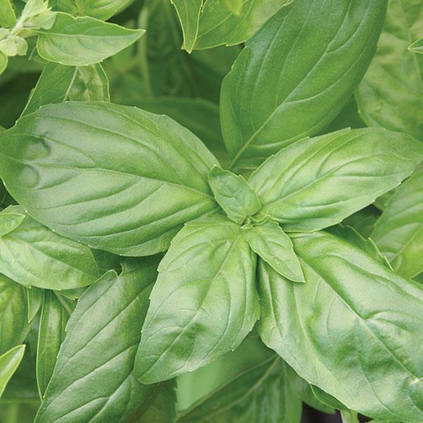 Basil Italian Large Leaf