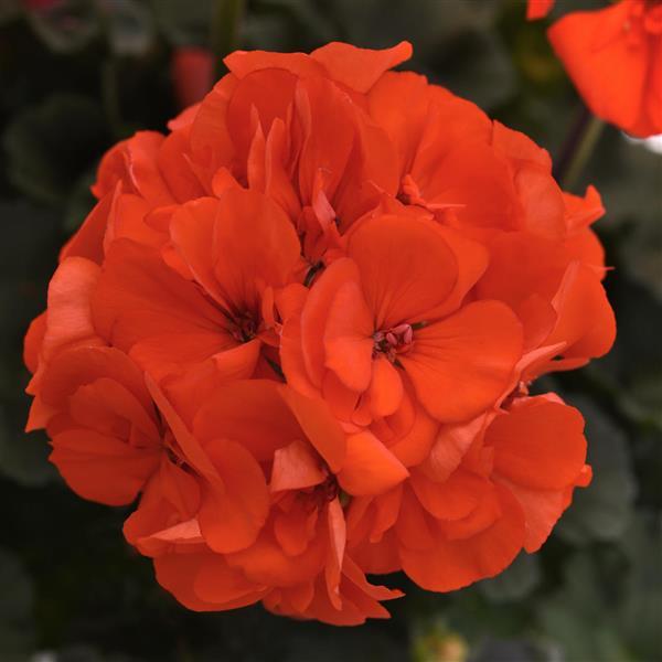 Geranium Presto Orange