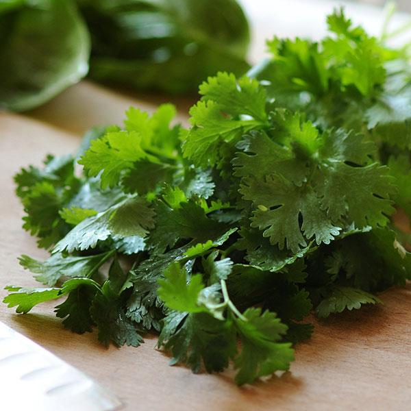 Cilantro sativum Santo