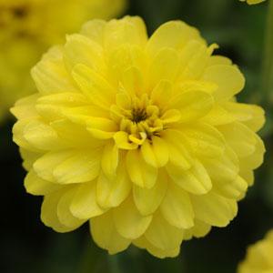 Zinnia Zahara Double Yellow