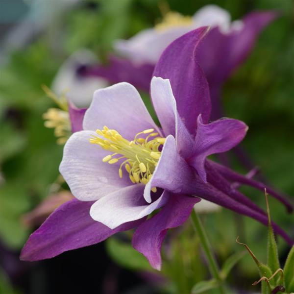 Aquilegia Columbine Earlybird Purple White