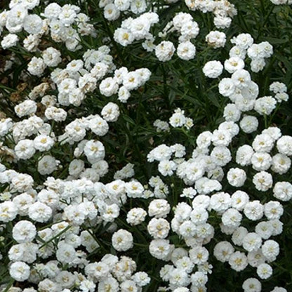 Achillea Yarrow Peter Cotton Tale