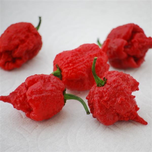 Pepper Carolina Reaper