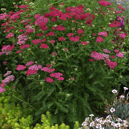 Achillea Yarrow New Vintage Violet