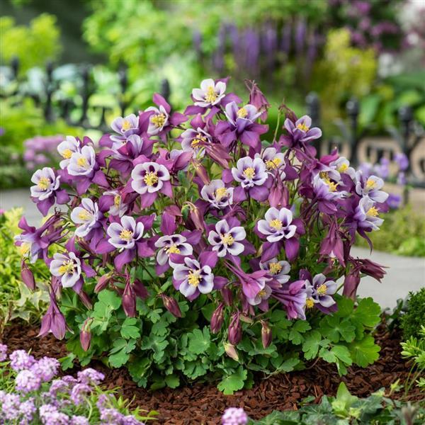Aquilegia Columbine Earlybird Purple White